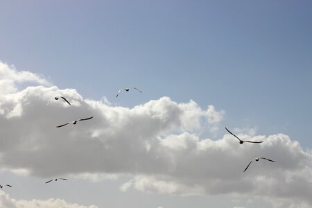 Birds seagulls bird flight photo