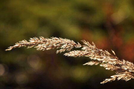 Autumn autumn season flora