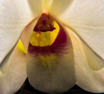 Flower white close up