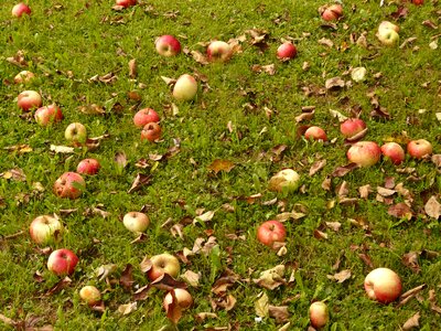 Pick windfall orchard