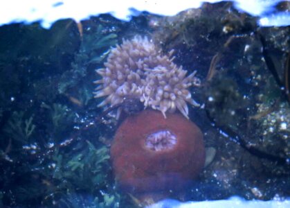 Actiniaria Hexacorallia anemone mare photo