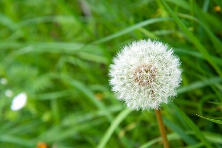 Dandelion flower past