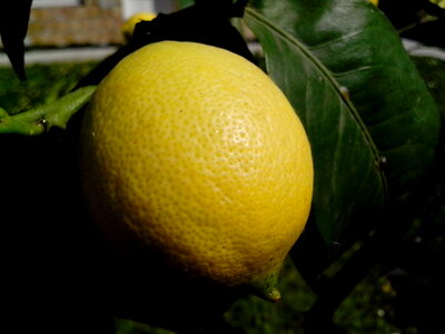 Citrus fruit lemon