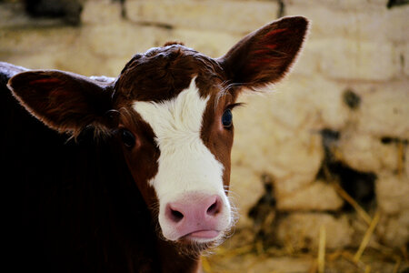 Calf Cow photo