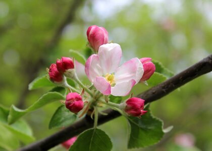 Spring pink apple tree