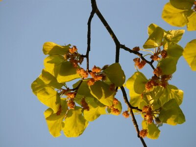 Tree leaves inflorescence