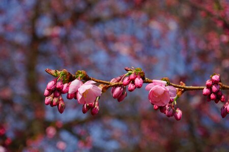 Branch bud japanese flowering cherry photo