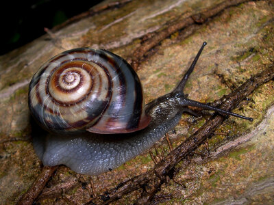 snail on the table photo
