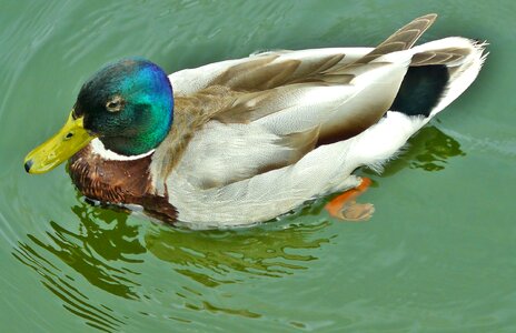 Duck bird bird water photo