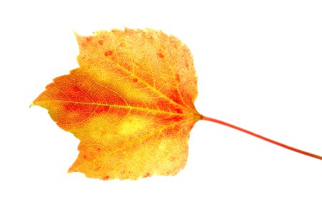 Isolated leaf