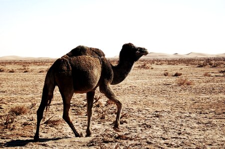 Marroc sand loneliness photo