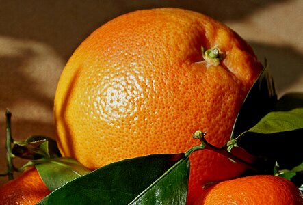 Nature orange porosity
