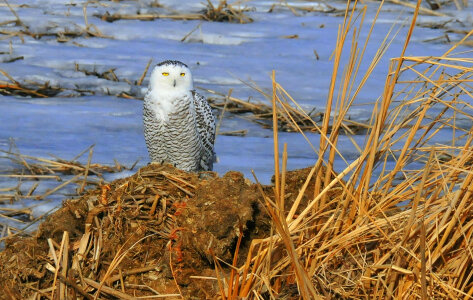 Snowy Owl at Sand Lake NWR