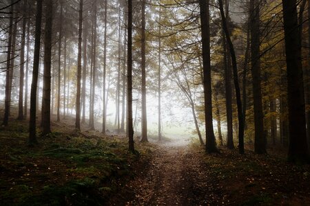 Trees nature landscape photo