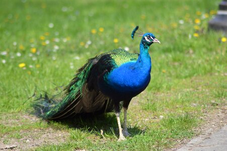 Peacock meadow animal