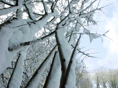 Bouquet snow tree