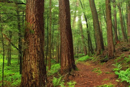 Branch conifer conifers