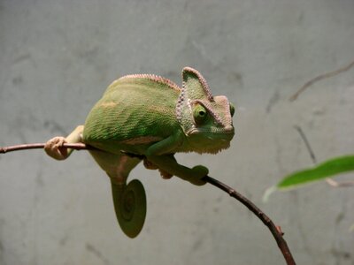 Reptile camouflage zoo photo