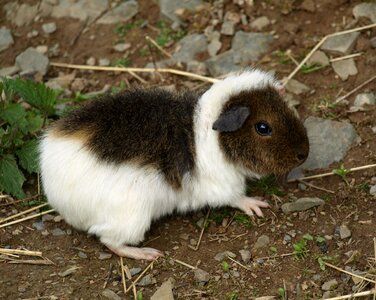 Sea ​​pig cute guinea pig house