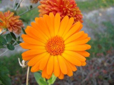 Daisy flower flowers