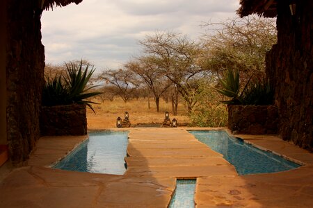 Hotel safari africa