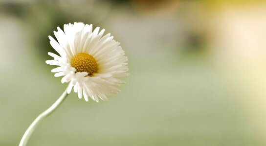 White-yellow nature close up photo