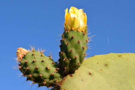 Cactus daylight desert