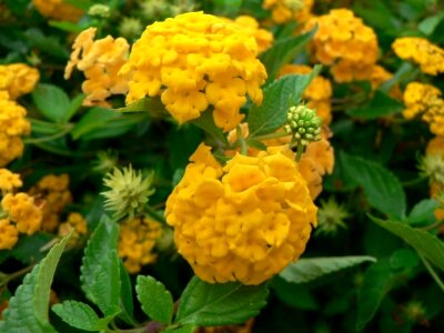 Flowers hydrangea 