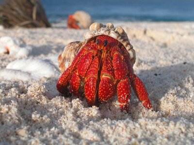 Conch crab Dardanus calidus photo