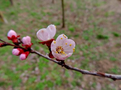 Branches flower garden flowering cherry