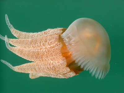 White-pink Jellyfish photo