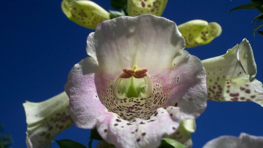 Floral nature white