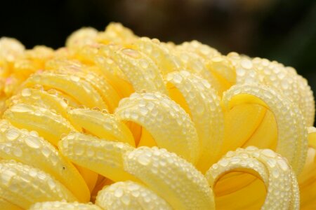 Nature petal macro
