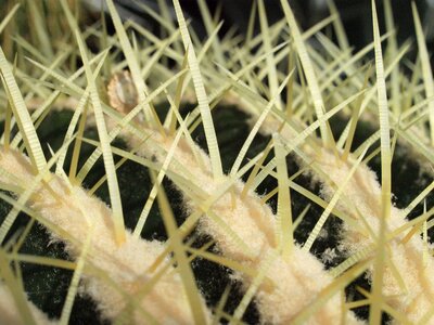 Close up prickly spur photo