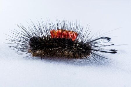 Hairy prickly close up