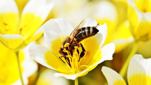 Animal arthropod beautiful flowers