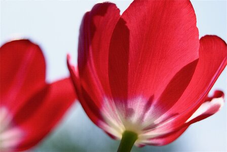 Petals macro close up photo