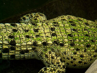 Animal creature skin photo