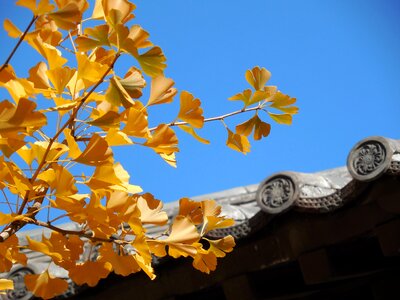 Autumn golden yellow