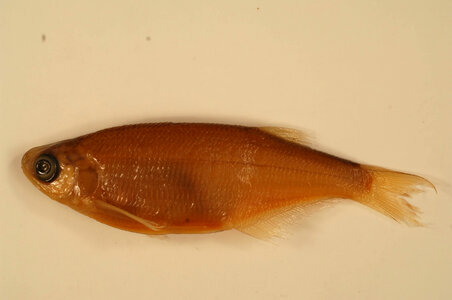 Hiodon alosoides-1