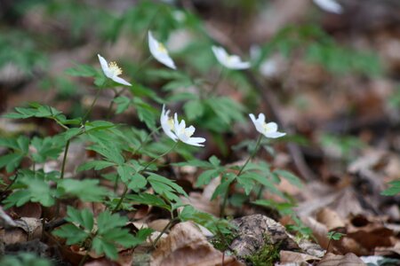 Flowers close up forest floor photo