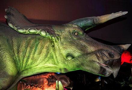 Head of Triceratops