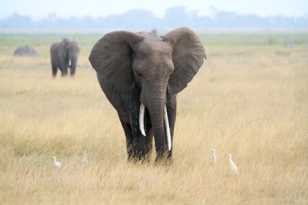 Safari african bush elephant savannah photo