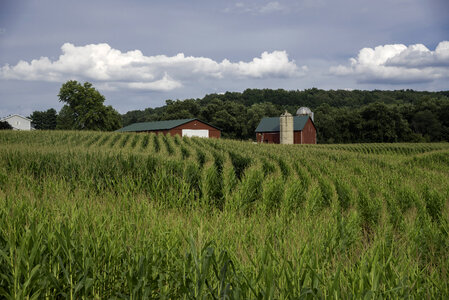 Rows of corn crops with barn photo