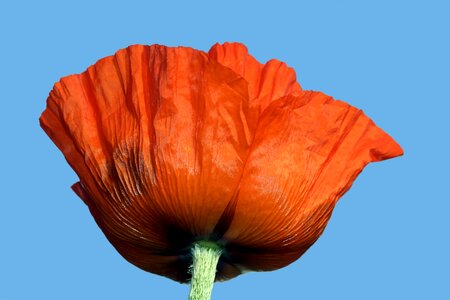 Beautiful Flowers beautiful photo blooming