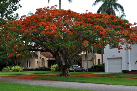 Tree delonix regia locust bean plant photo