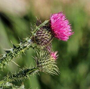 Beautiful Flowers blooming blossom