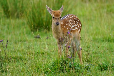 Young animal red deer zoo