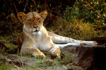 African female lion photo