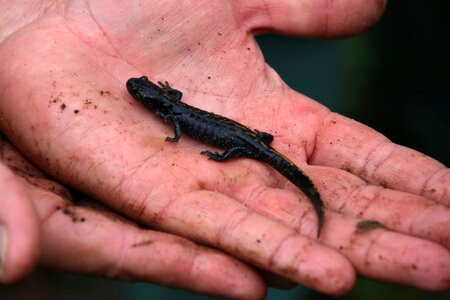 Santa Cruz long-toed salamander photo